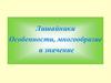 Лишайники. Особенности, многообразие и значение