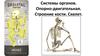Системы органов. Опорно-двигательная. Строение кости. Скелет