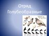 Отряд Голубеобразные