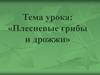 Плесневые грибы и дрожжи