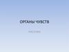 Органы чувств