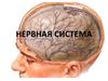 Нервная система человека