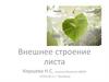 Внешнее строение листа