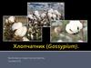 Хлопчатник (Gossypium)