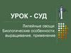 Лилейные овощи. Биологические особенности, выращивание, применение. Урок - суд