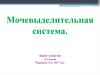 Мочевыделительная система