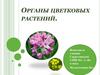 Органы цветковых растений
