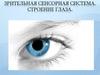 Зрительная сенсорная система. Строение глаза