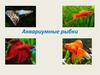 Аквариумные рыбки