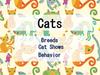 Cats. Breeds. Cat Shows. Behavior