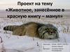 Животное, занесённое в красную книгу – манул