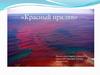 Красный прилив