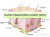 Human integumentary system (SKIN)