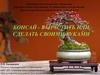 Бонсай - вырастить или сделать своими руками