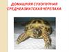 Среднеазиатская сухопутная черепаха