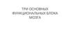 Три функциональных блока мозга