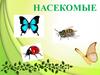 Насекомые (для дошкольников)