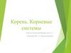 Корень. Корневые системы