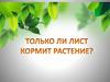 Только ли лист кормит растение