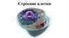 Строение клетки