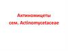 Актиномицеты сем. Actinomycetaceae