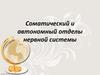 Соматический и автономный отделы нервной системы