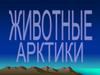 Животные Арктики