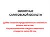 Животные Саратовской области. Проверочная работа