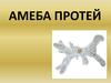 Амёба протей