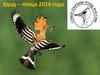 Удод – птица 2016 года