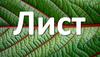Лист. Строение, функции, разнообразие