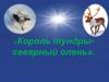 Король тундры - северный олень