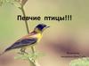 Певчие птицы