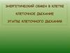 Энергетический обмен в клетке. Клеточное дыхание. Этапы клеточного дыхания