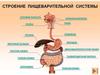 Строение пищеварительной системы