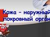 Наружные покровы тела человека. Кожа