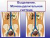 Строение и функции органов мочевыделительной системы