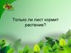 Только ли лист кормит растение?
