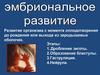 Эмбриональное развитие