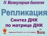 Репликация. Синтез ДНК по матрице ДНК