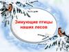 Зимующие птицы наших лесов