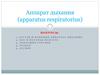 Аппарат дыхания (apparatus respiratorius)