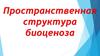 Пространственная структура биоценоза