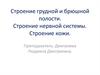 Строение грудной и брюшной полости. Строение нервной системы. Строение кожи