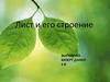 Лист и его строение