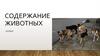 Содержание домашних животных