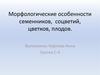 Морфологические особенности семенников, соцветий, цветков, плодов
