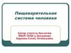 Пищеварительная система человека