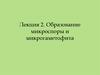Образование микроспоры и микрогаметофита