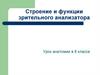 Строение и функции зрительного анализатора